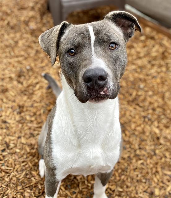CLAUS, an adoptable Border Collie & Pit Bull Terrier Mix in Tacoma, WA