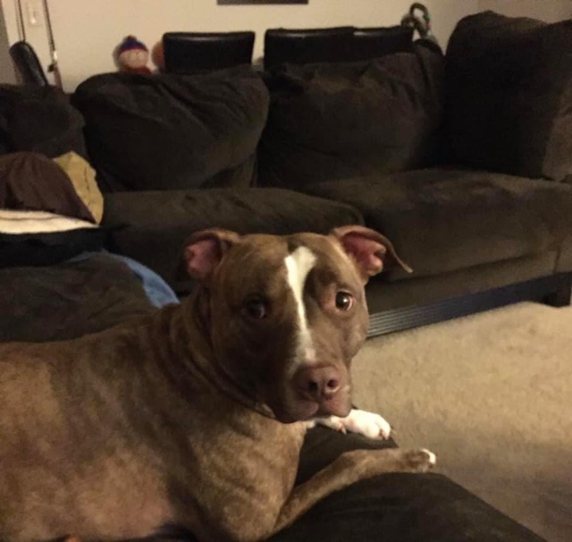 Jax, an adoptable Pit Bull Terrier in Vineland, NJ, 08360 | Photo Image 3