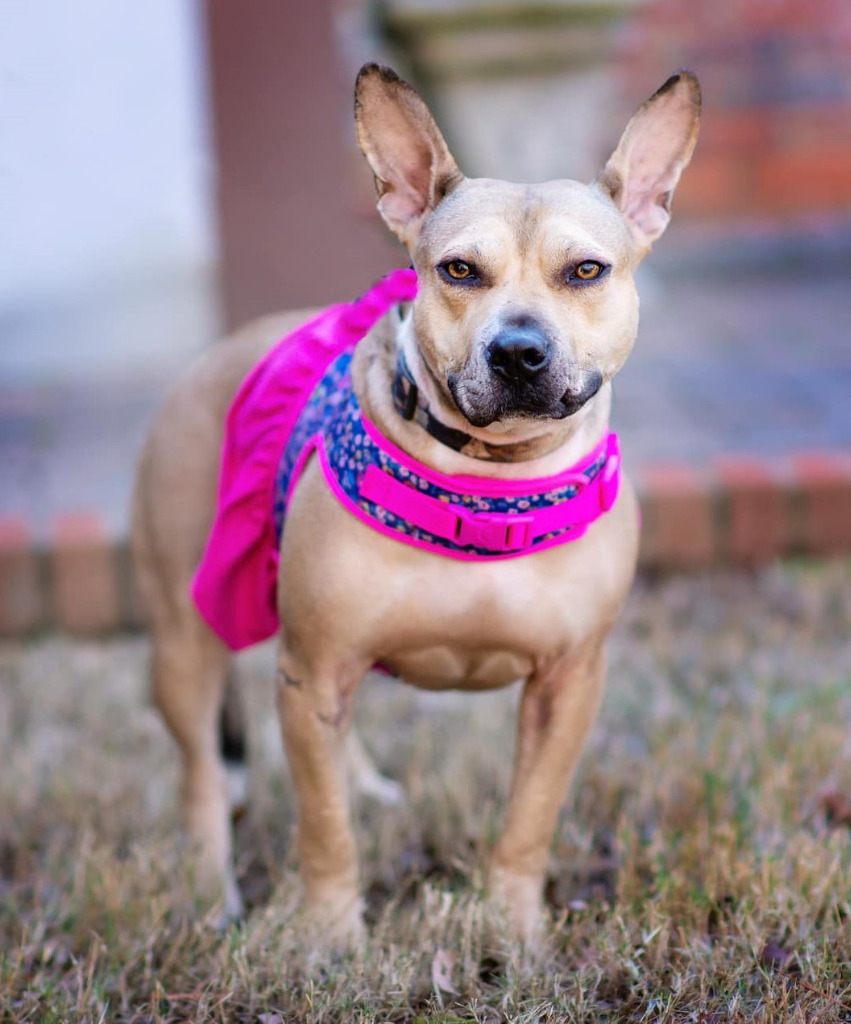 Jupiter, an adoptable Bull Terrier, Mixed Breed in Macon, GA, 31210 | Photo Image 1