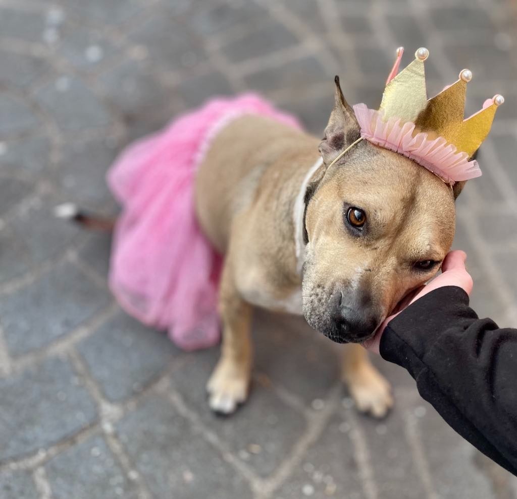 Jupiter, an adoptable Bull Terrier, Mixed Breed in Macon, GA, 31210 | Photo Image 1