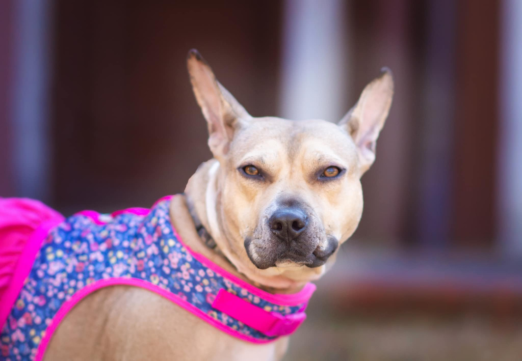 Jupiter, an adoptable Bull Terrier, Mixed Breed in Macon, GA, 31210 | Photo Image 2