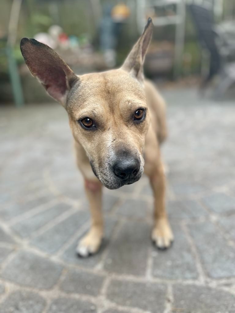 Jupiter, an adoptable Bull Terrier, Mixed Breed in Macon, GA, 31210 | Photo Image 2