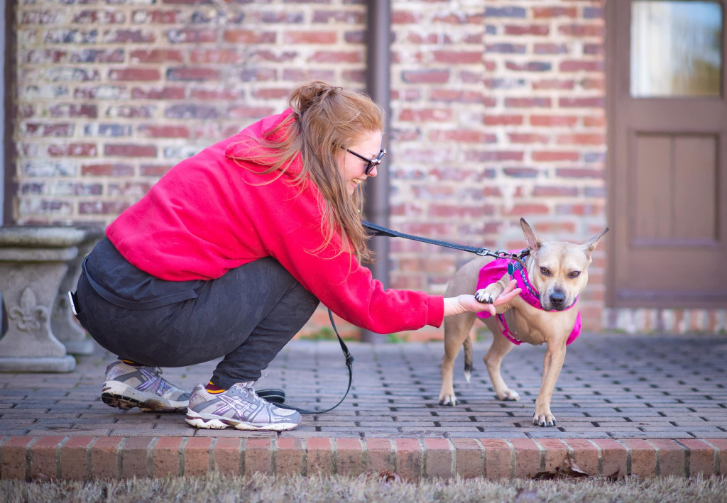 Jupiter, an adoptable Bull Terrier, Mixed Breed in Macon, GA, 31210 | Photo Image 3