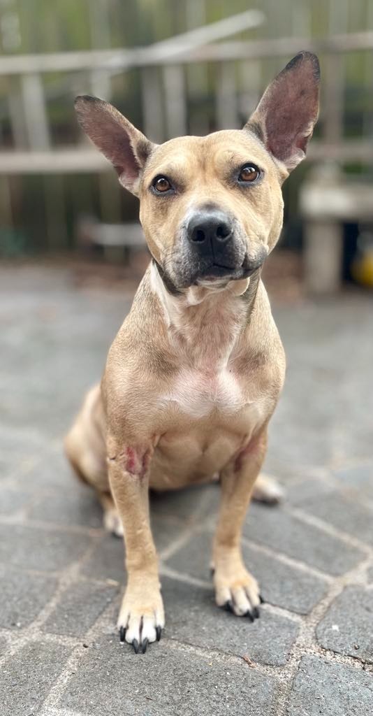Jupiter, an adoptable Bull Terrier, Mixed Breed in Macon, GA, 31210 | Photo Image 3