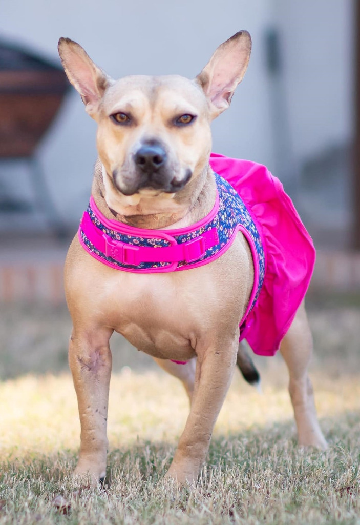 Jupiter, an adoptable Bull Terrier, Mixed Breed in Macon, GA, 31210 | Photo Image 4