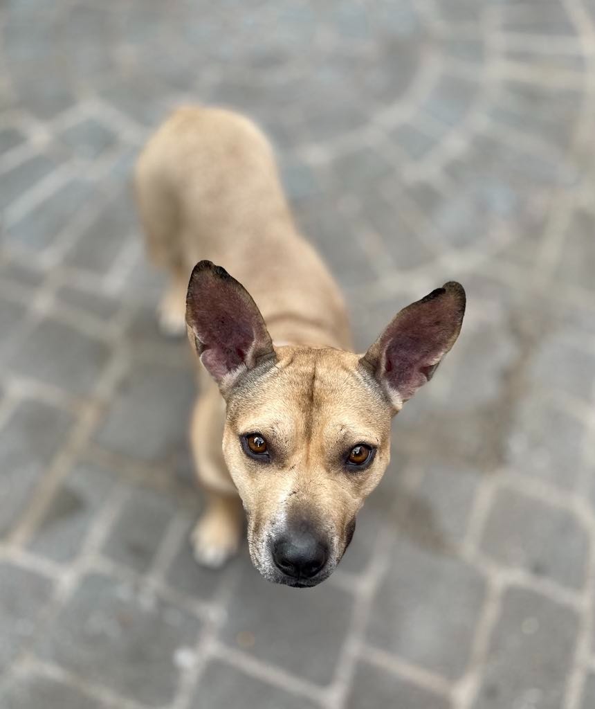 Jupiter, an adoptable Bull Terrier, Mixed Breed in Macon, GA, 31210 | Photo Image 4