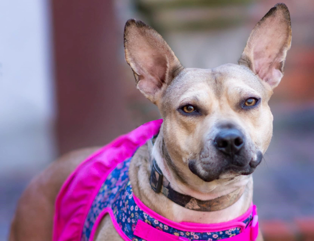 Jupiter, an adoptable Bull Terrier, Mixed Breed in Macon, GA, 31210 | Photo Image 5