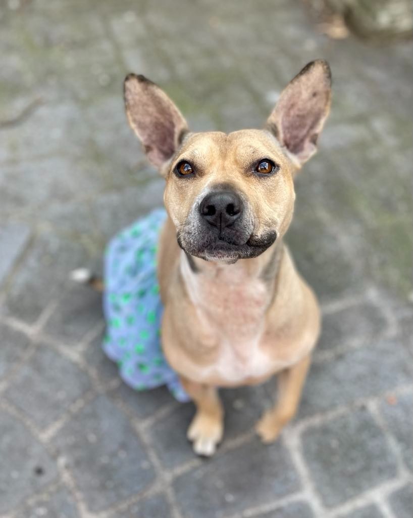 Jupiter, an adoptable Bull Terrier, Mixed Breed in Macon, GA, 31210 | Photo Image 5
