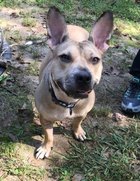 Jupiter, an adoptable Bull Terrier, Mixed Breed in Macon, GA, 31210 | Photo Image 6