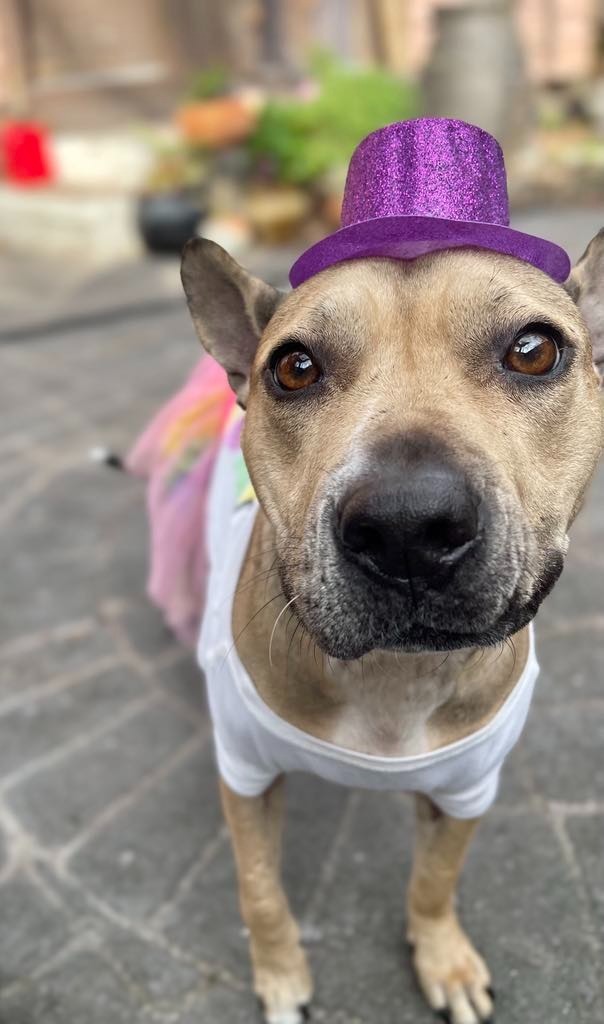 Jupiter, an adoptable Bull Terrier, Mixed Breed in Macon, GA, 31210 | Photo Image 6