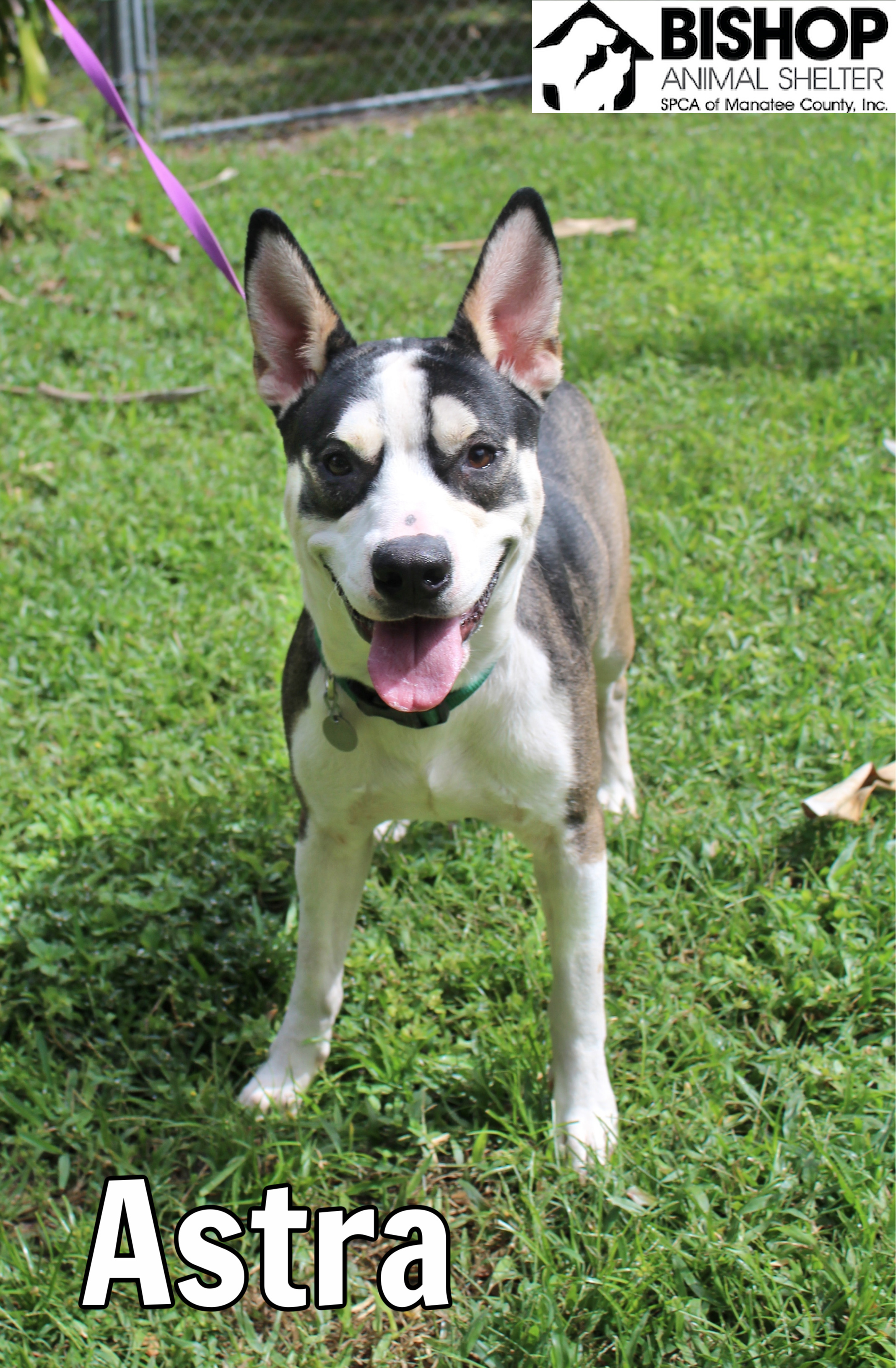 Astra, an adoptable Mixed Breed in Bradenton, FL, 34209 | Photo Image 2