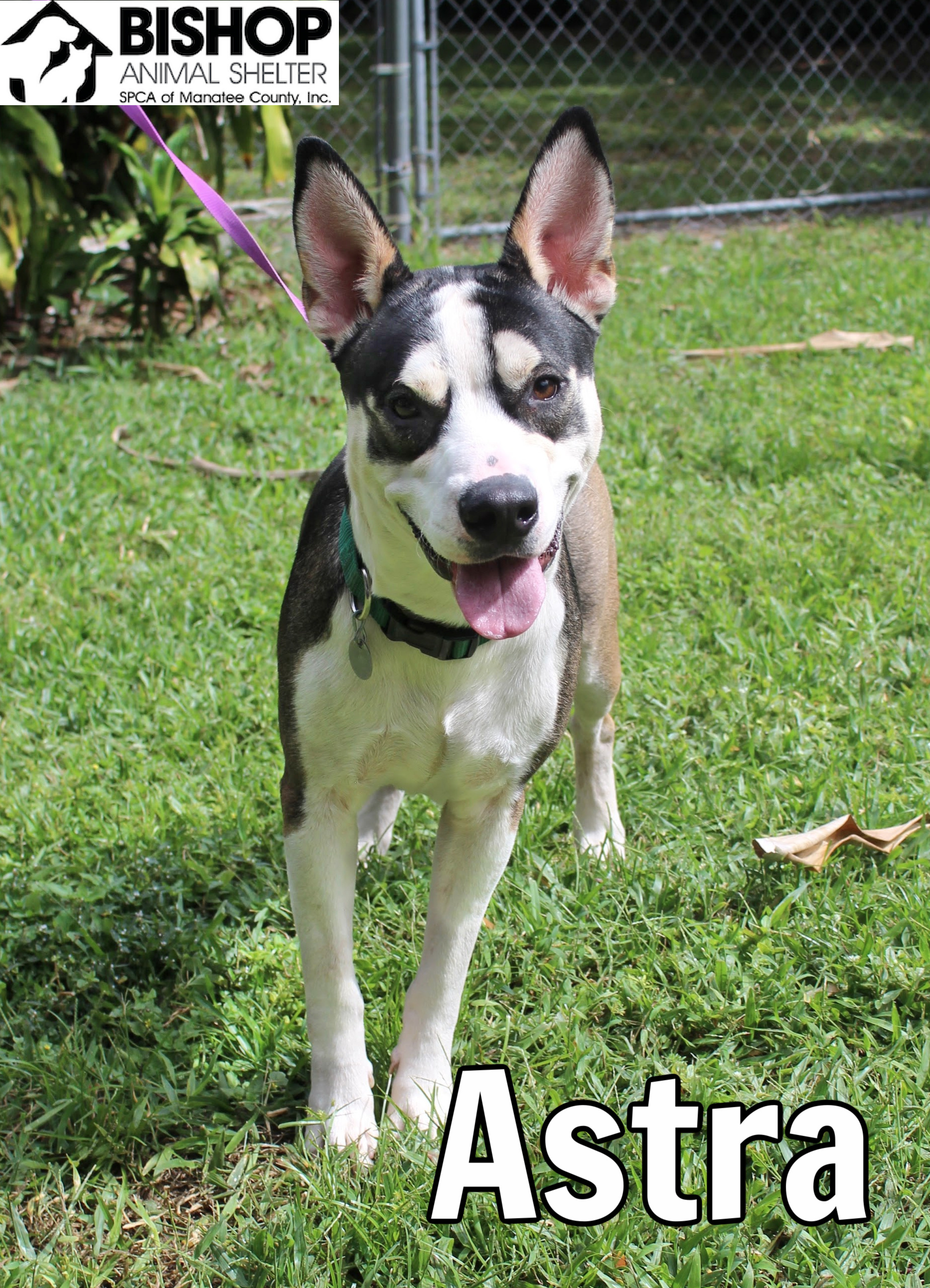 Astra, an adoptable Mixed Breed in Bradenton, FL, 34209 | Photo Image 1