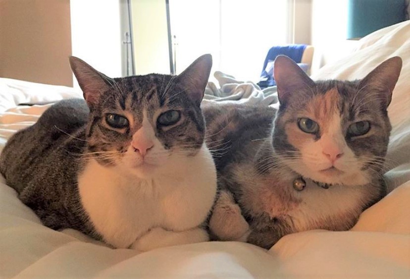Tina and Cleo, an adoptable Calico, American Shorthair in Newport Beach, CA, 92658 | Photo Image 1