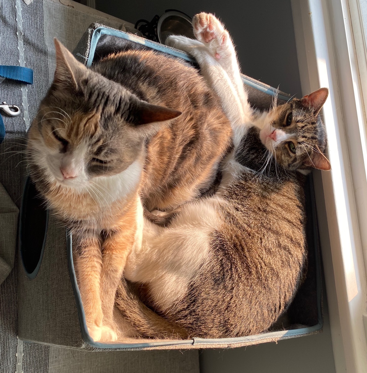 Tina and Cleo, an adoptable Calico, American Shorthair in Newport Beach, CA, 92658 | Photo Image 2