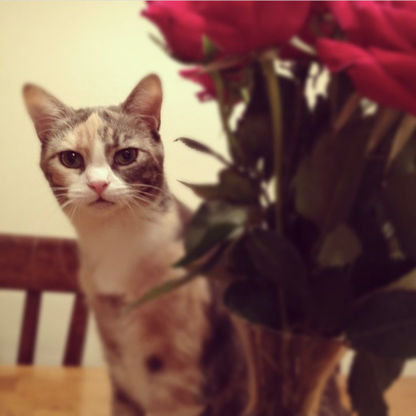 Tina and Cleo, an adoptable Calico, American Shorthair in Newport Beach, CA, 92658 | Photo Image 3