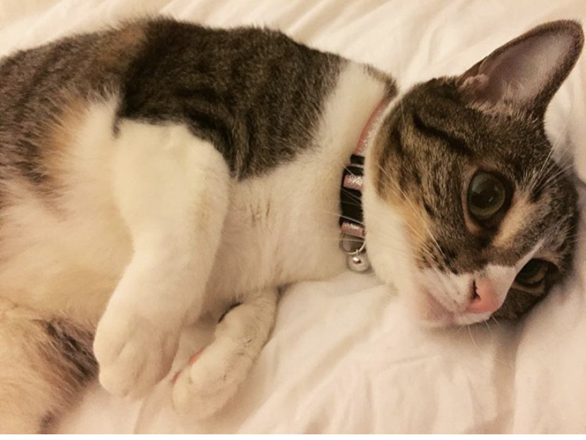 Tina and Cleo, an adoptable Calico, American Shorthair in Newport Beach, CA, 92658 | Photo Image 4