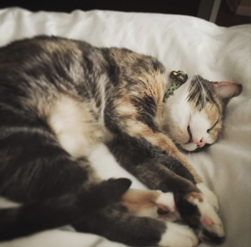 Tina and Cleo, an adoptable Calico, American Shorthair in Newport Beach, CA, 92658 | Photo Image 5