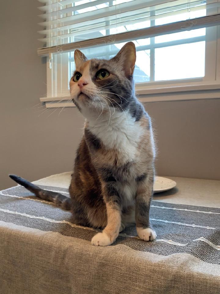 Tina and Cleo, an adoptable Calico, American Shorthair in Newport Beach, CA, 92658 | Photo Image 6