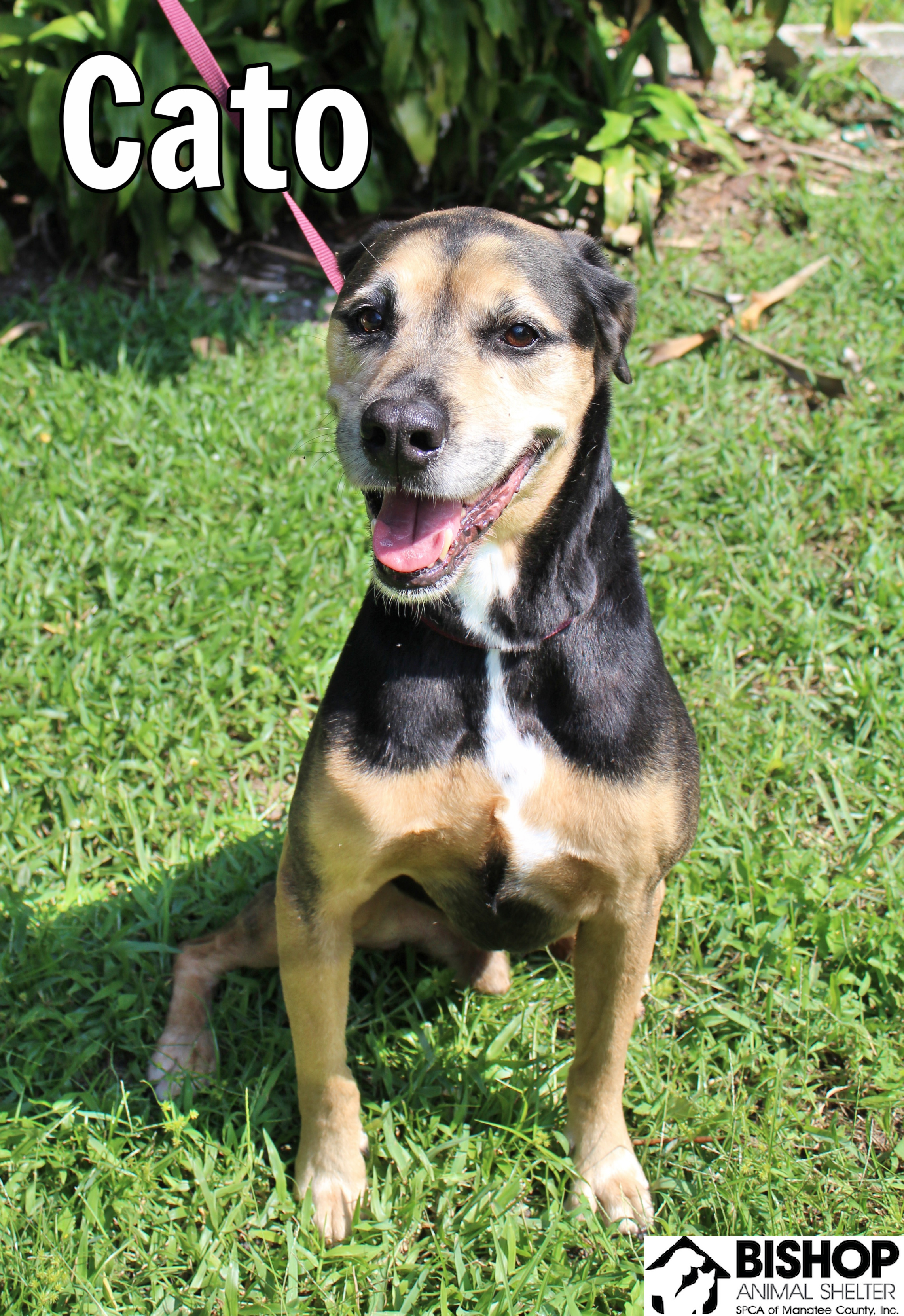 Cato, an adoptable Mixed Breed in Bradenton, FL, 34209 | Photo Image 2