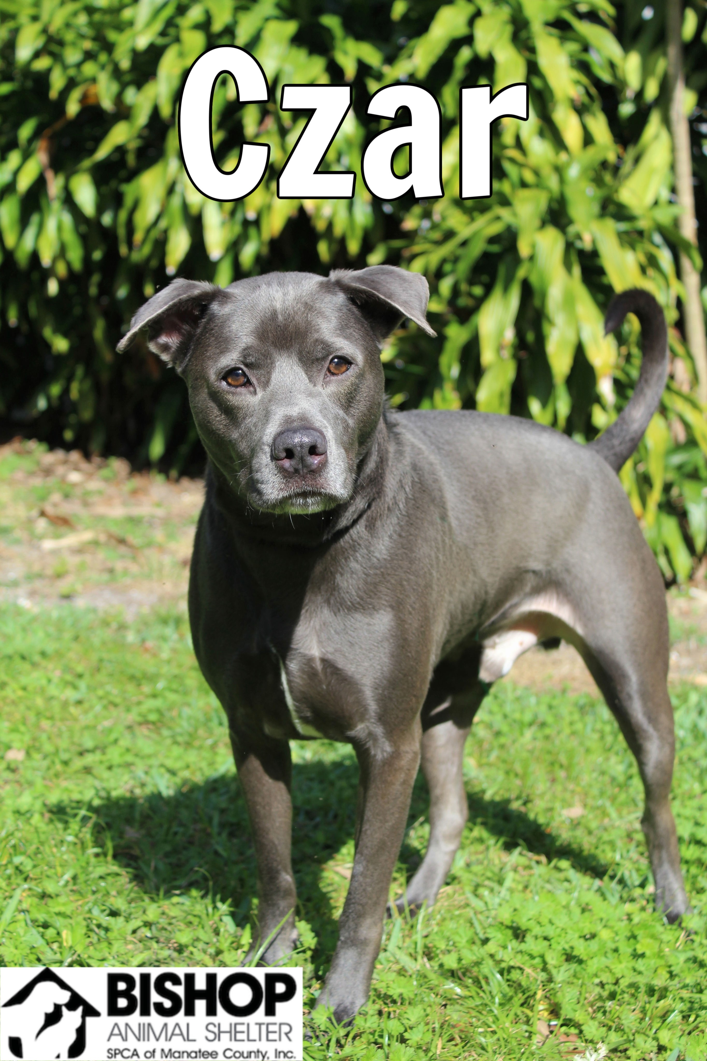 Czar, an adoptable Mixed Breed in Bradenton, FL, 34209 | Photo Image 1