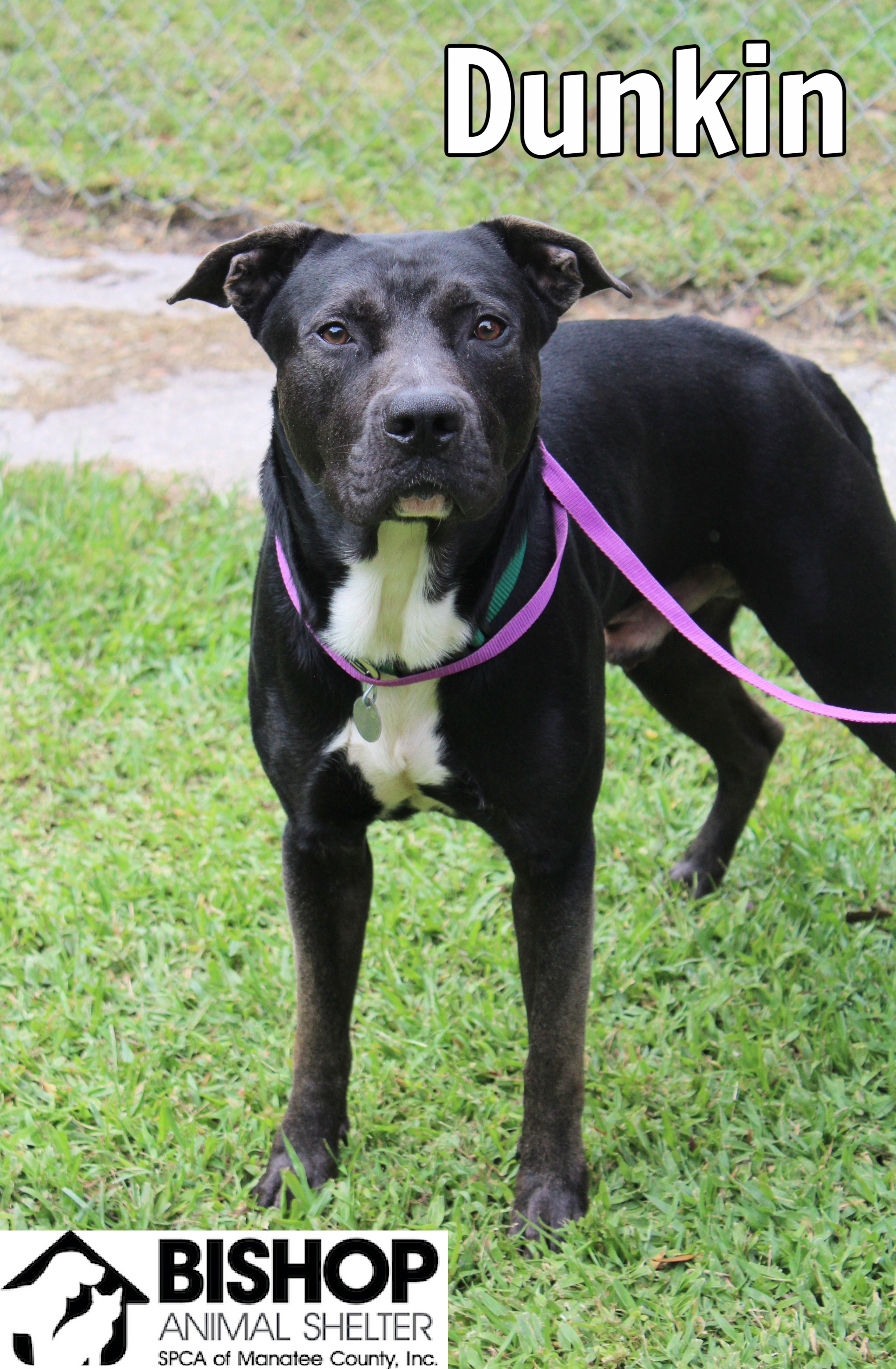 Dunkin, an adoptable Mixed Breed in Bradenton, FL, 34209 | Photo Image 1