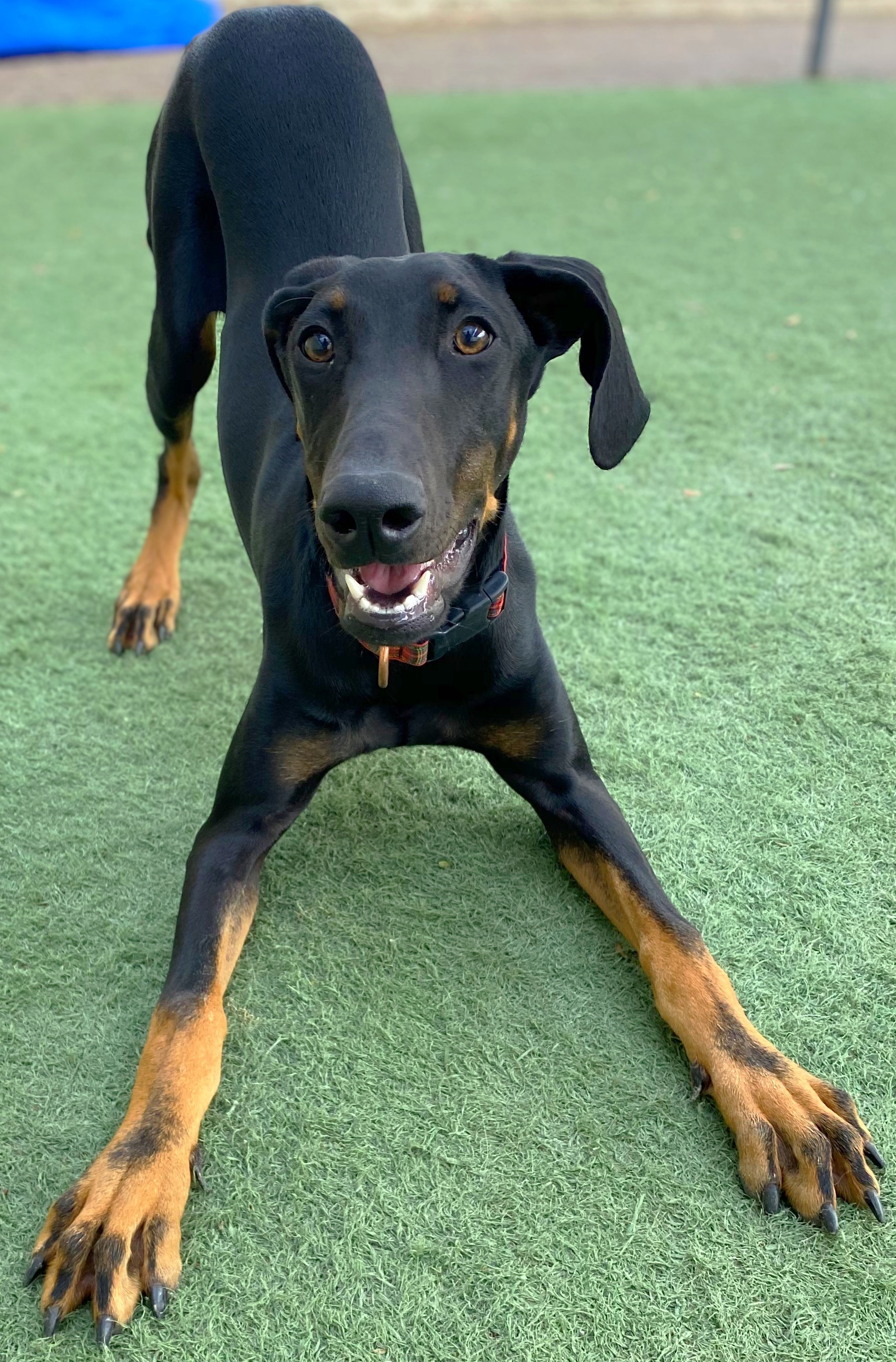 Kammie, an adoptable Doberman Pinscher in Phoenix, AZ, 85006 | Photo Image 1