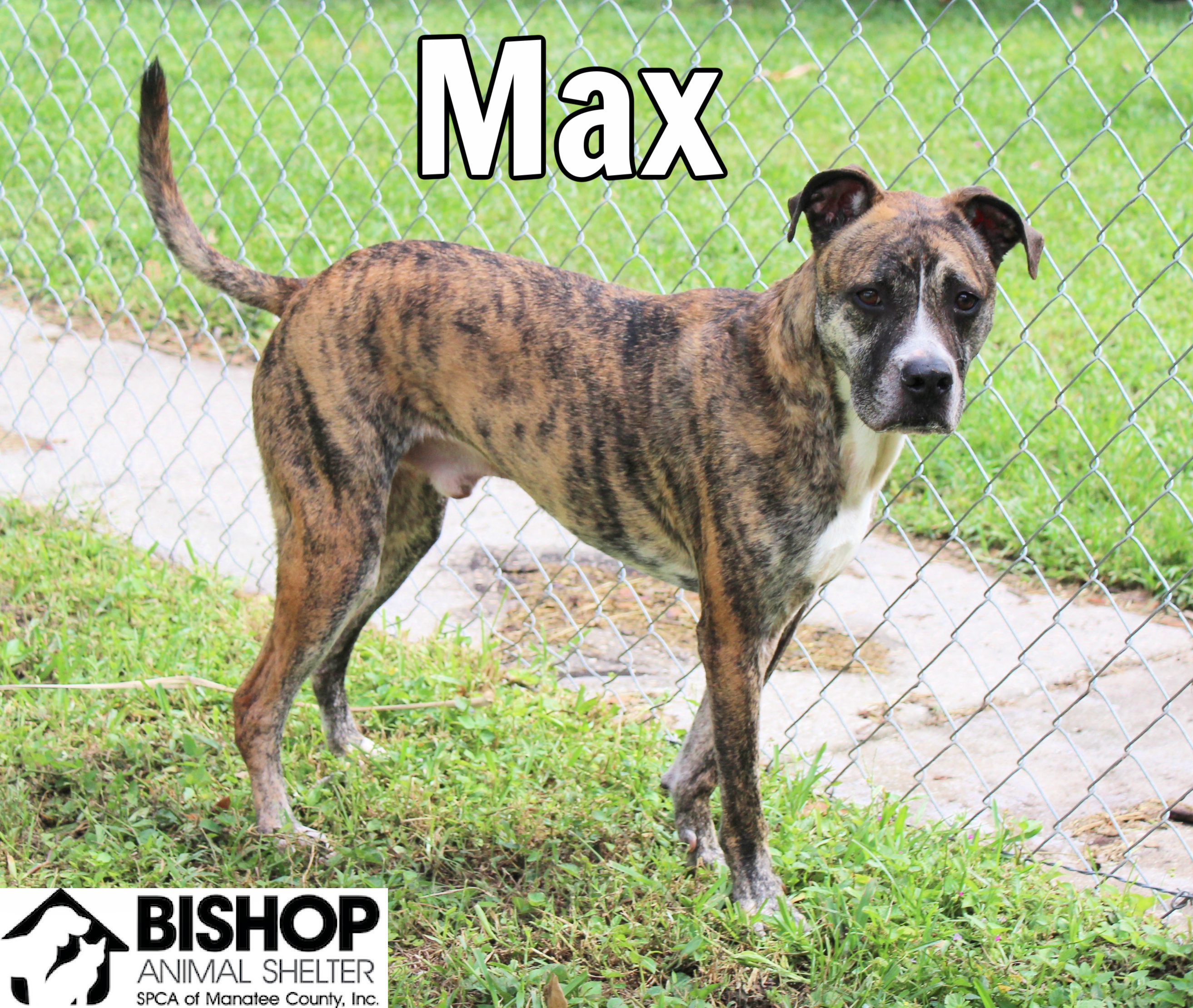 Max, an adoptable Mixed Breed in Bradenton, FL, 34209 | Photo Image 1