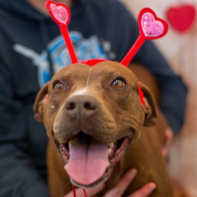 APHORDITE, an adoptable Pit Bull Terrier in Lancaster, SC, 29720 | Photo Image 2