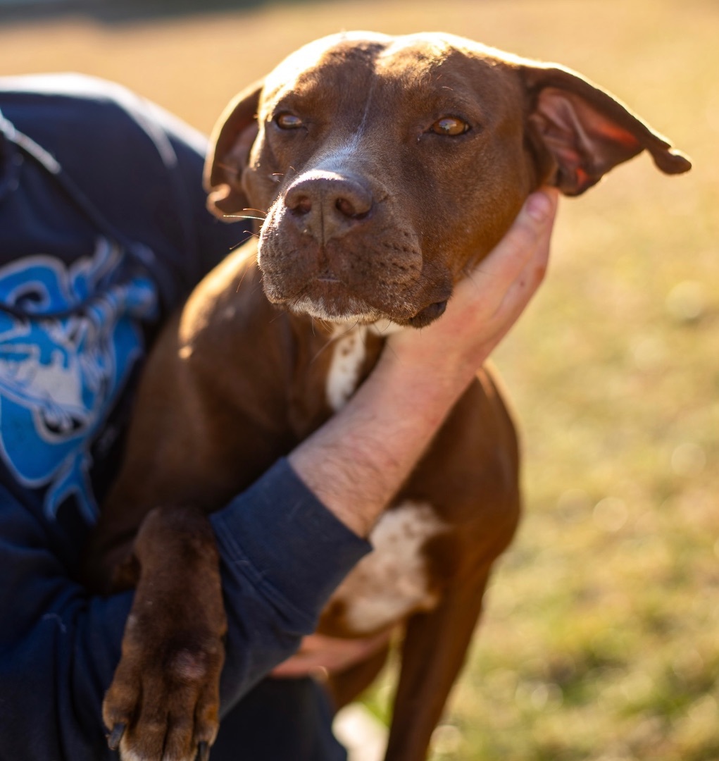 APHORDITE, an adoptable Pit Bull Terrier in Lancaster, SC, 29720 | Photo Image 1