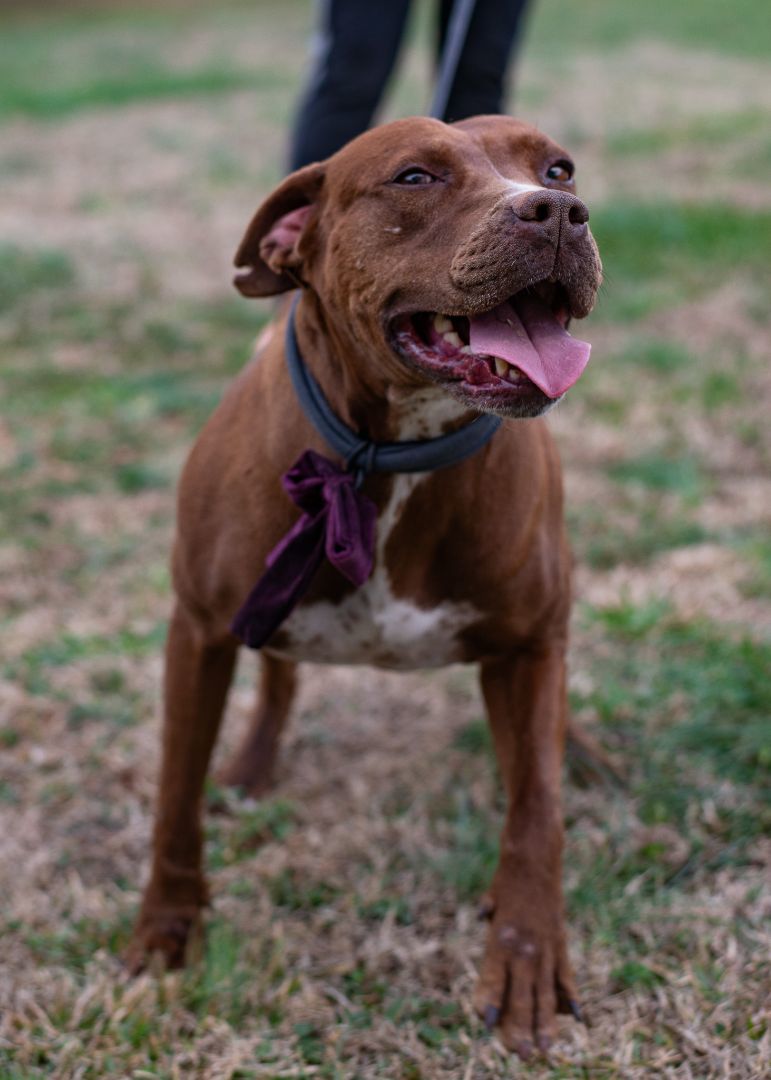 APHORDITE, an adoptable Pit Bull Terrier in Lancaster, SC, 29720 | Photo Image 3