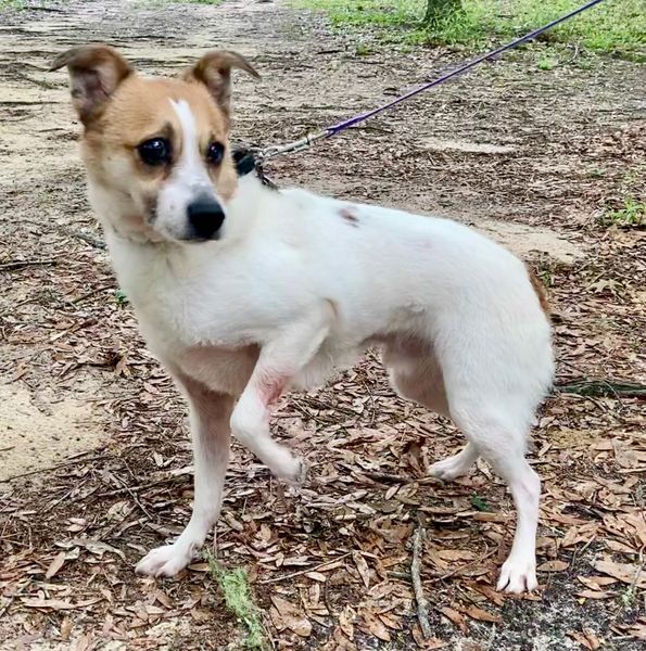 Finley, an adoptable Beagle, Jack Russell Terrier in Crestview, FL, 32539 | Photo Image 1