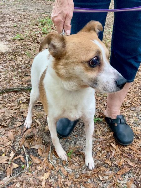 Finley, an adoptable Beagle, Jack Russell Terrier in Crestview, FL, 32539 | Photo Image 2