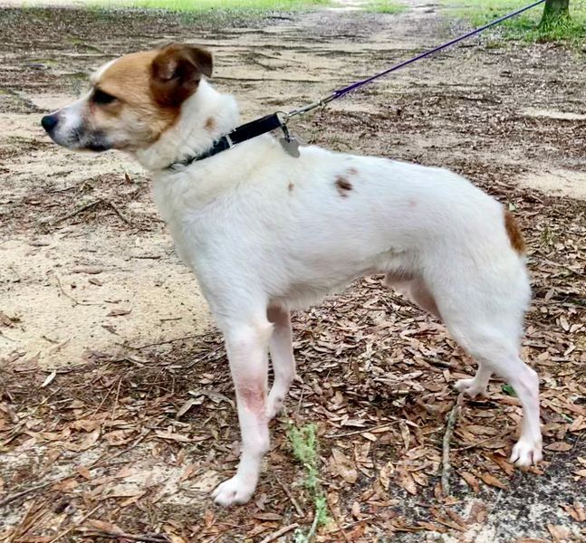Finley, an adoptable Beagle, Jack Russell Terrier in Crestview, FL, 32539 | Photo Image 3