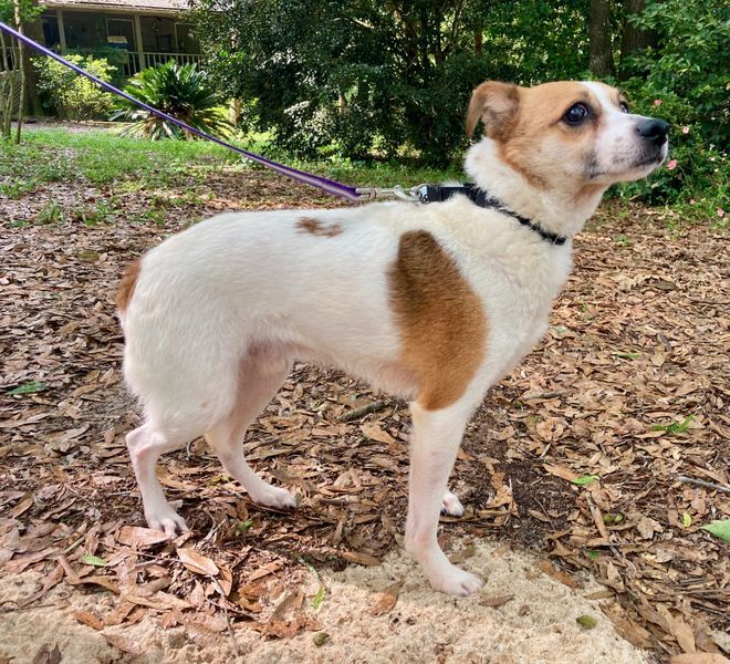 Finley, an adoptable Beagle, Jack Russell Terrier in Crestview, FL, 32539 | Photo Image 6