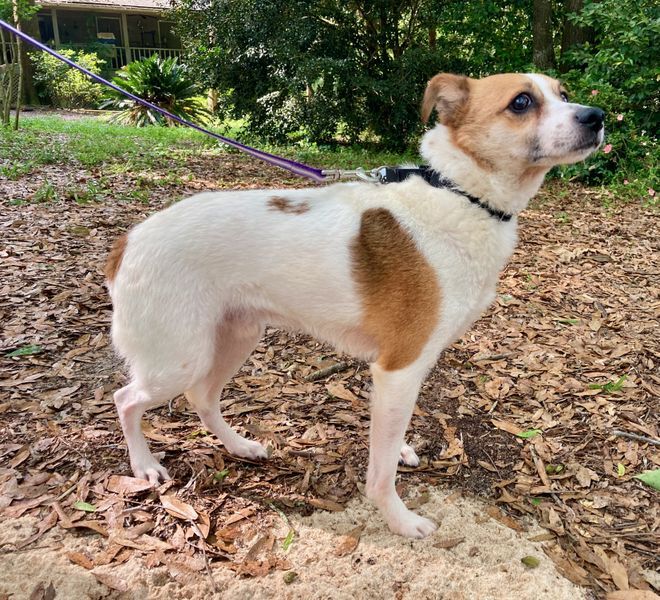 Corgi and jack russell best sale terrier mix