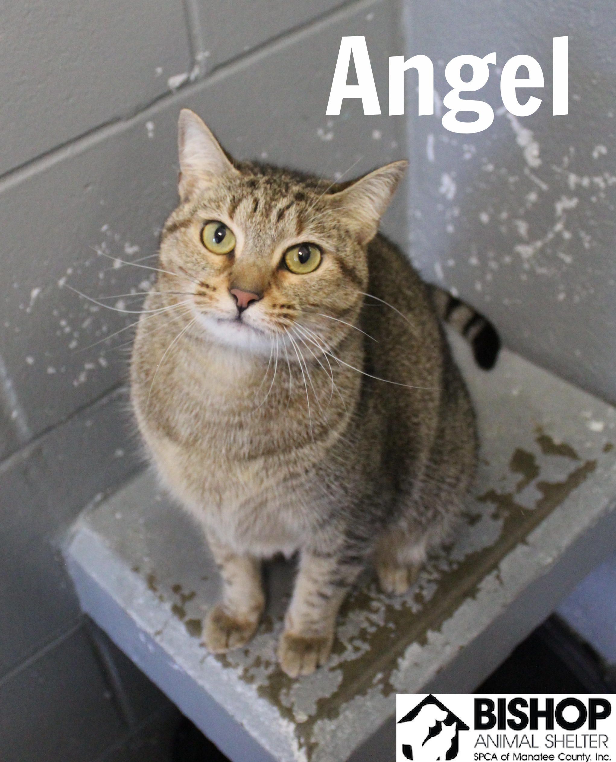 Angel, an adoptable Domestic Short Hair in Bradenton, FL, 34209 | Photo Image 1