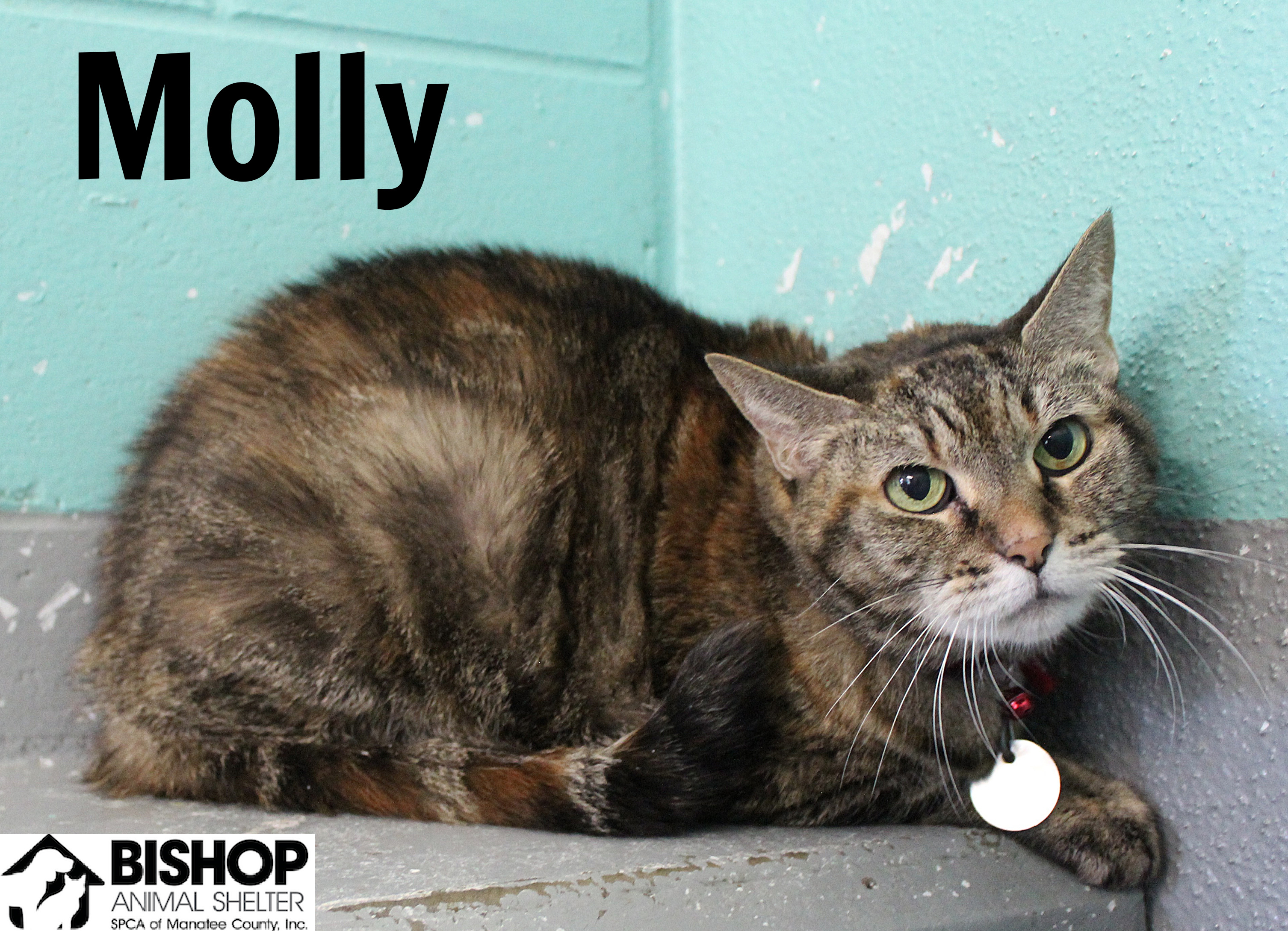 Molly, an adoptable Domestic Short Hair in Bradenton, FL, 34209 | Photo Image 1