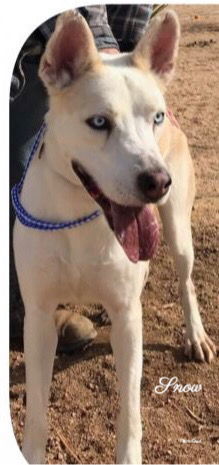 Jack Snow, an adoptable Husky, Australian Cattle Dog / Blue Heeler in Mentone, CA, 92359 | Photo Image 1