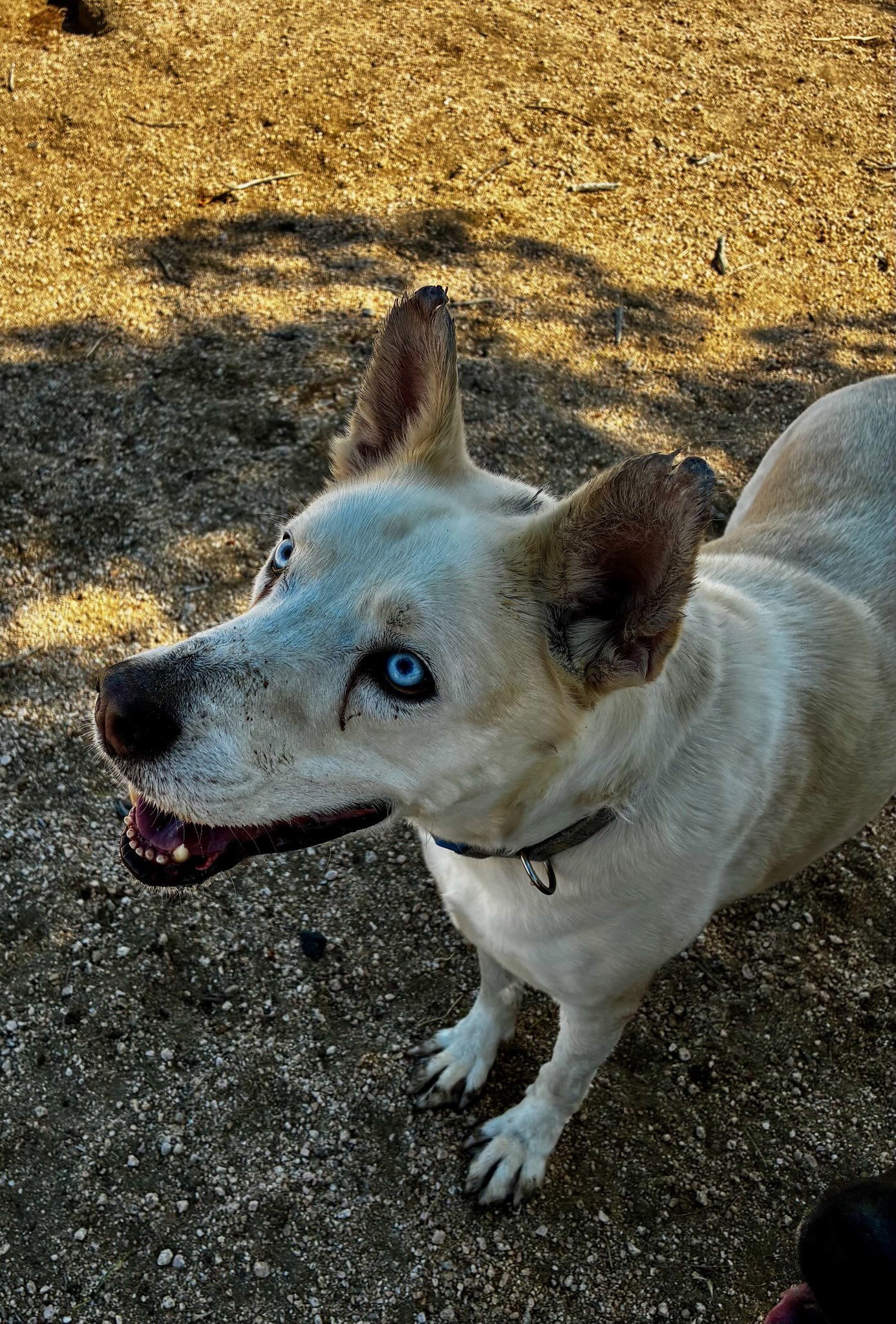 Jack Snow, an adoptable Husky, Australian Cattle Dog / Blue Heeler in Mentone, CA, 92359 | Photo Image 1