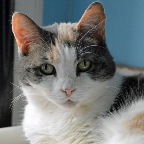 Lady Gaga, an adoptable Domestic Short Hair in Middletown, NY_image-5