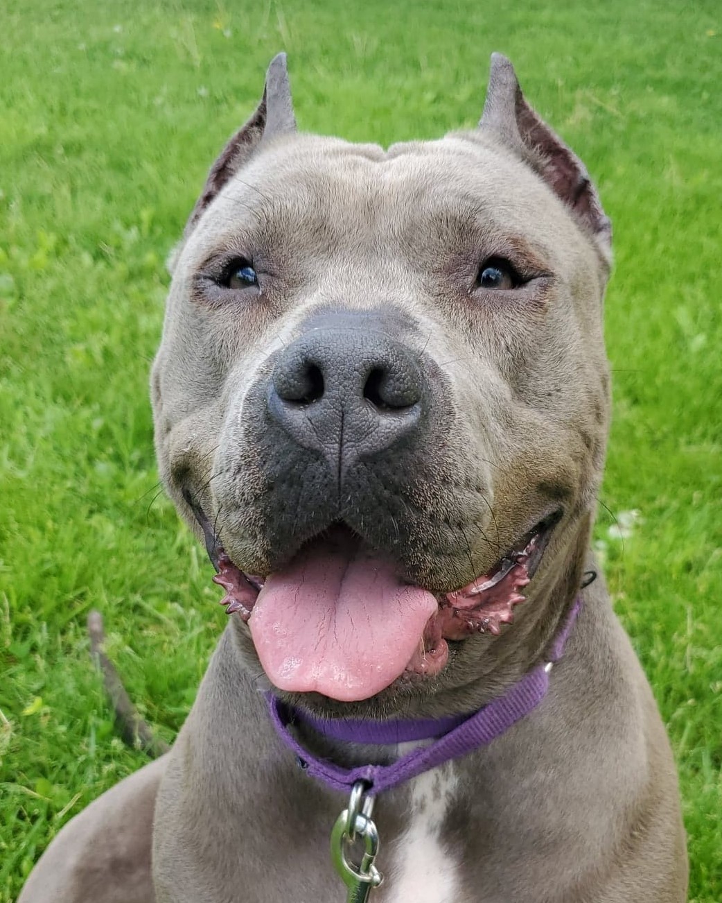 Teppin, an adoptable American Bully in Grayslake, IL, 60030 | Photo Image 1