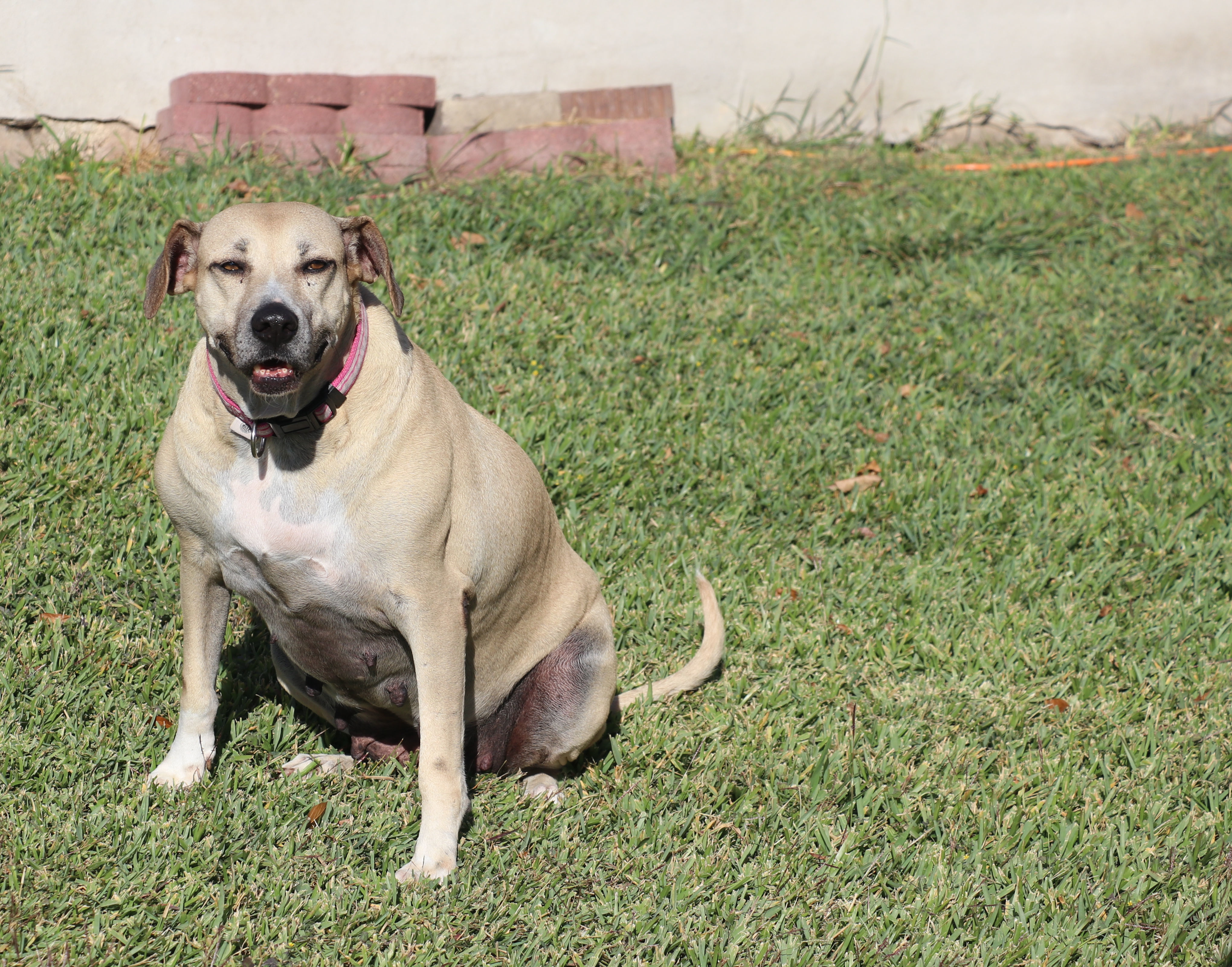 Izzy, an adoptable Black Mouth Cur in Pflugerville, TX, 78691 | Photo Image 1