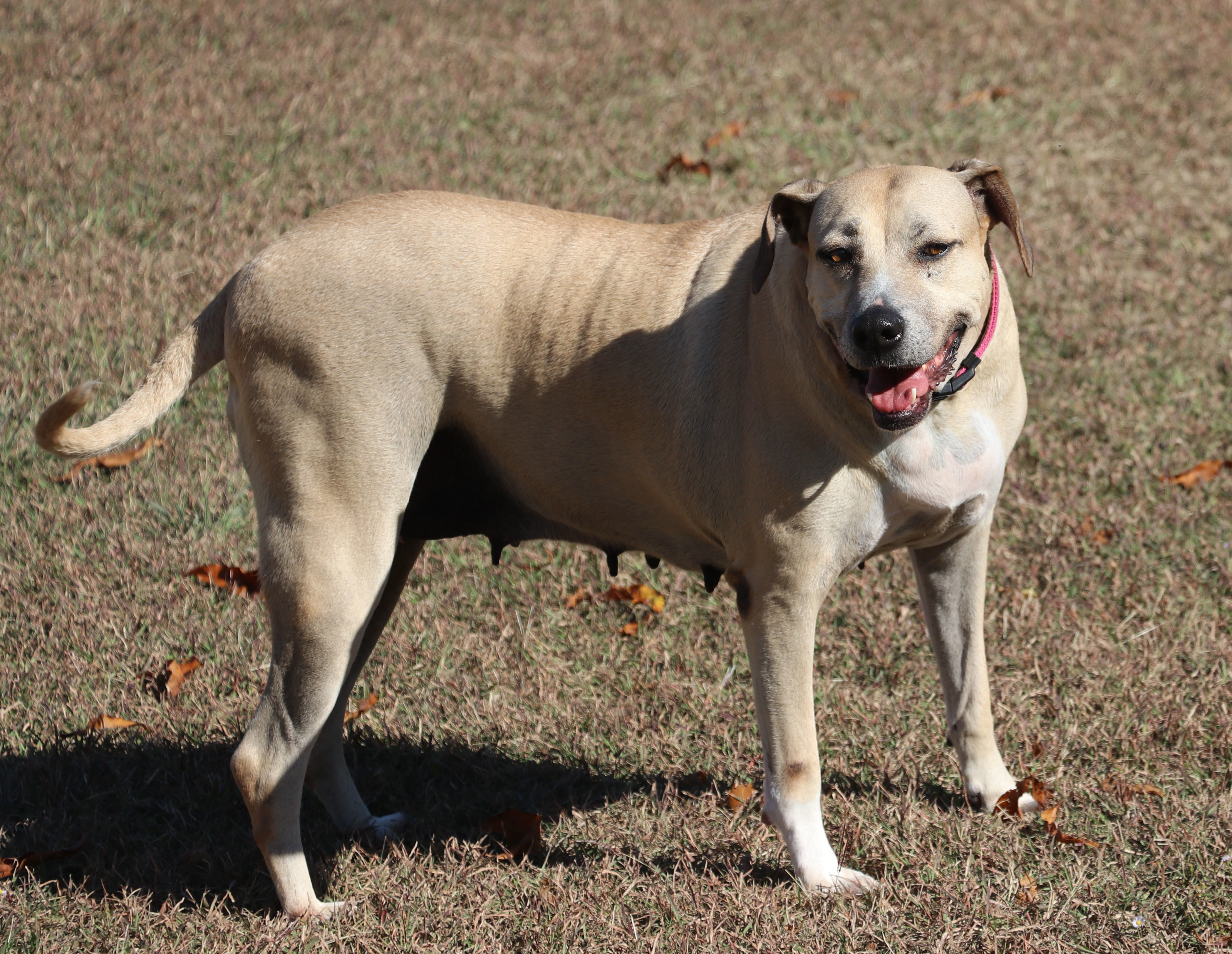 Izzy, an adoptable Black Mouth Cur in Pflugerville, TX, 78691 | Photo Image 3