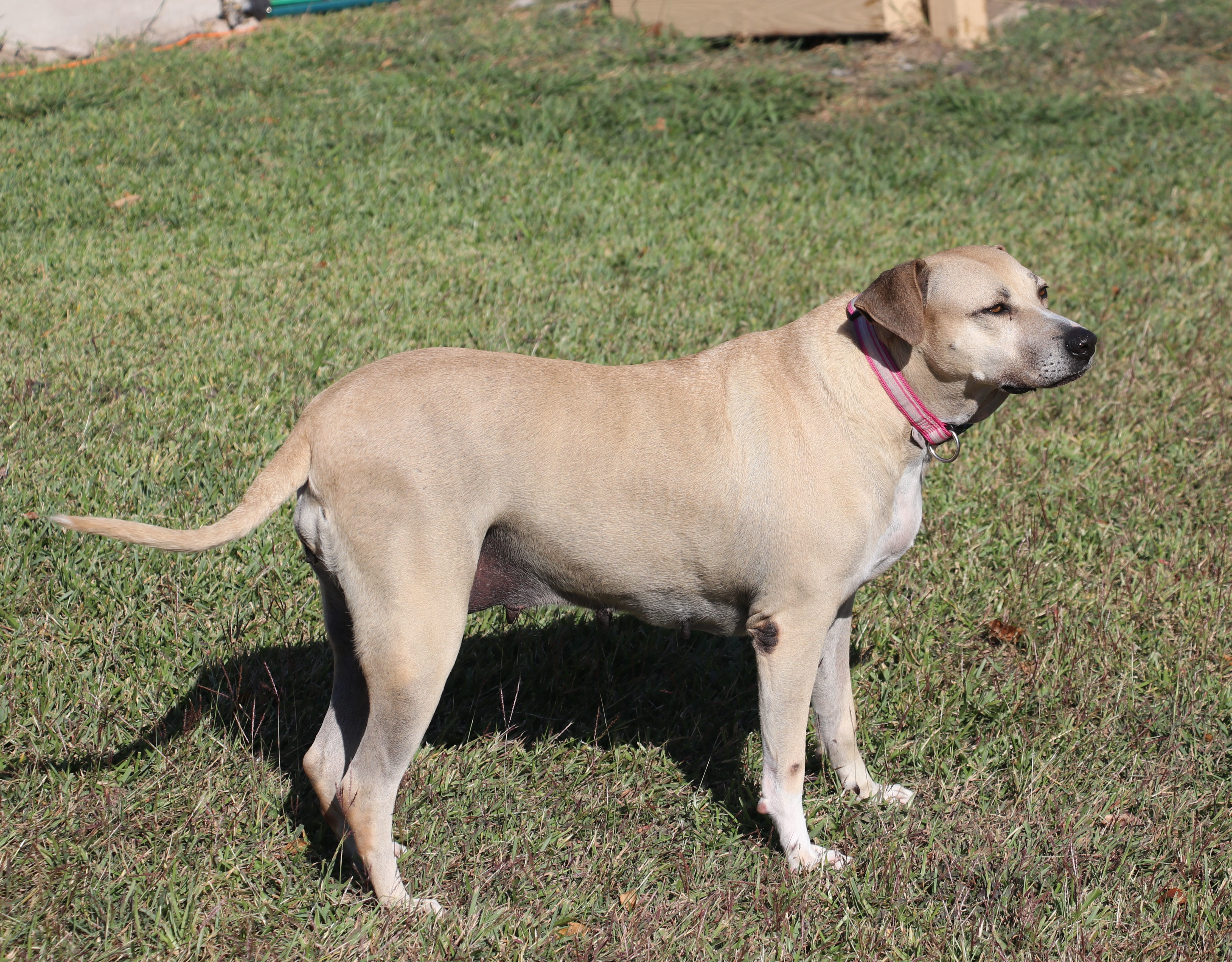 Izzy, an adoptable Black Mouth Cur in Pflugerville, TX, 78691 | Photo Image 5