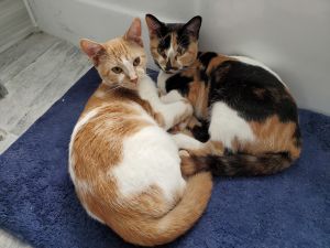 Willow & Birch (Bonded Pair) - Pending Adoption