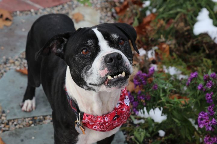 -Rocko in New Hampshire, an adopted Boxer Mix in Dover, NH_image-1