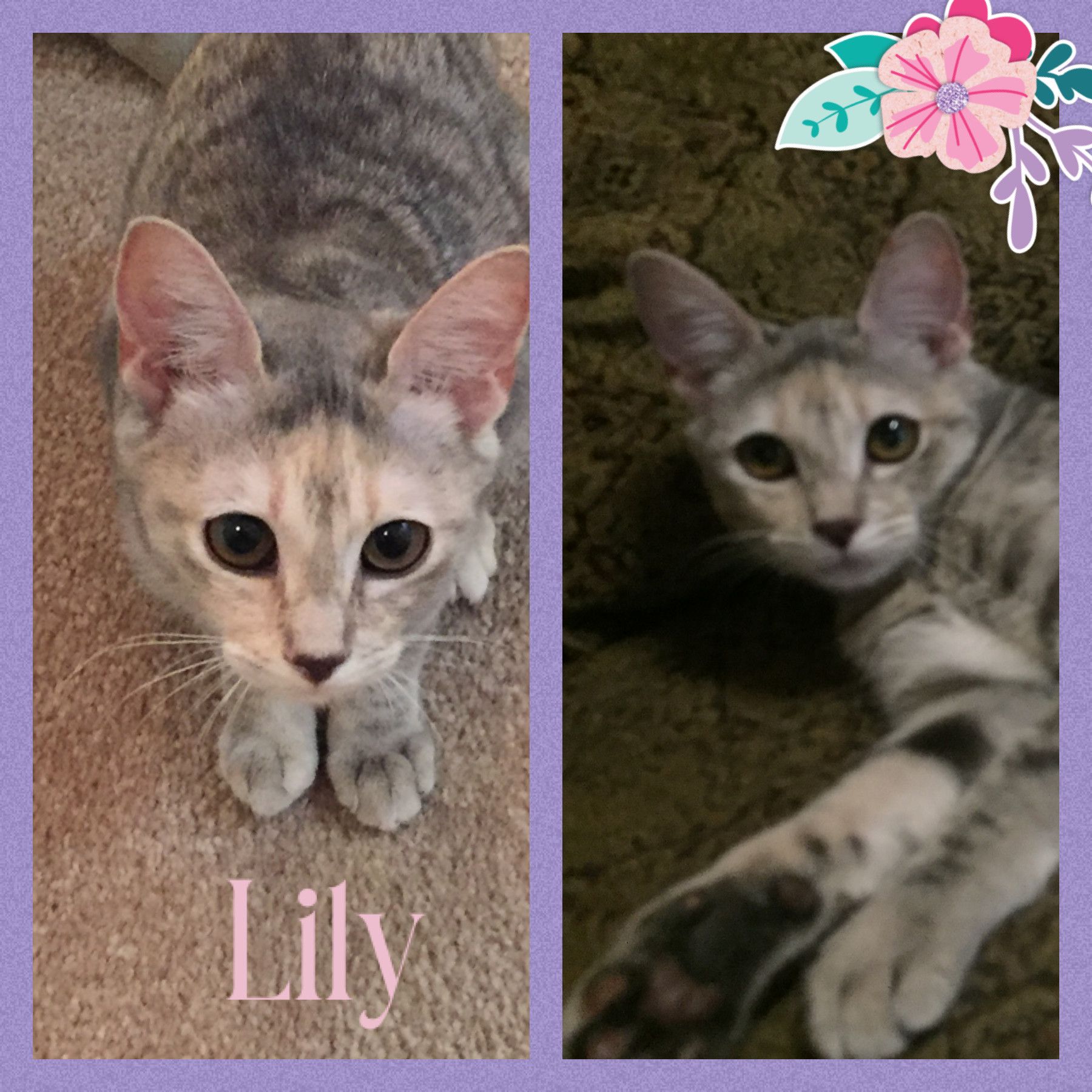Lily, an adoptable Domestic Short Hair in Fort Worth, TX, 76121 | Photo Image 2