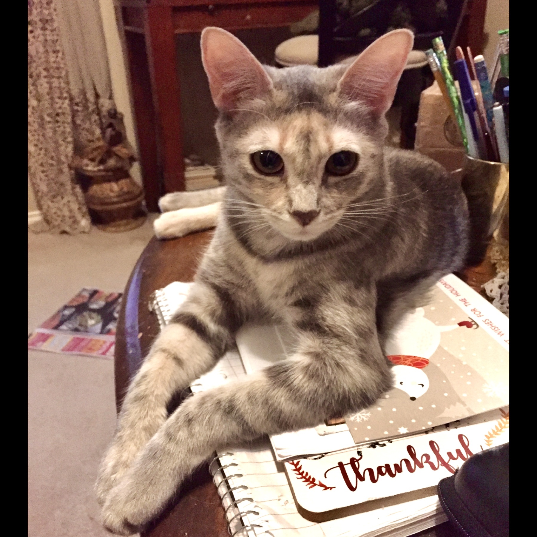 Lily, an adoptable Domestic Short Hair in Fort Worth, TX, 76121 | Photo Image 1