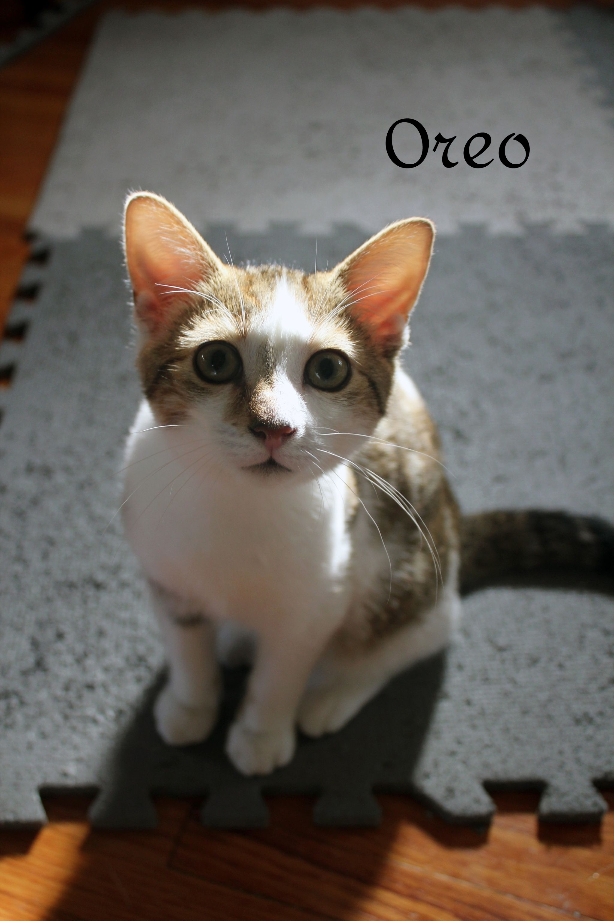 Oreo, an adoptable Domestic Short Hair in Chatham, ON, N7M 2Z7 | Photo Image 2