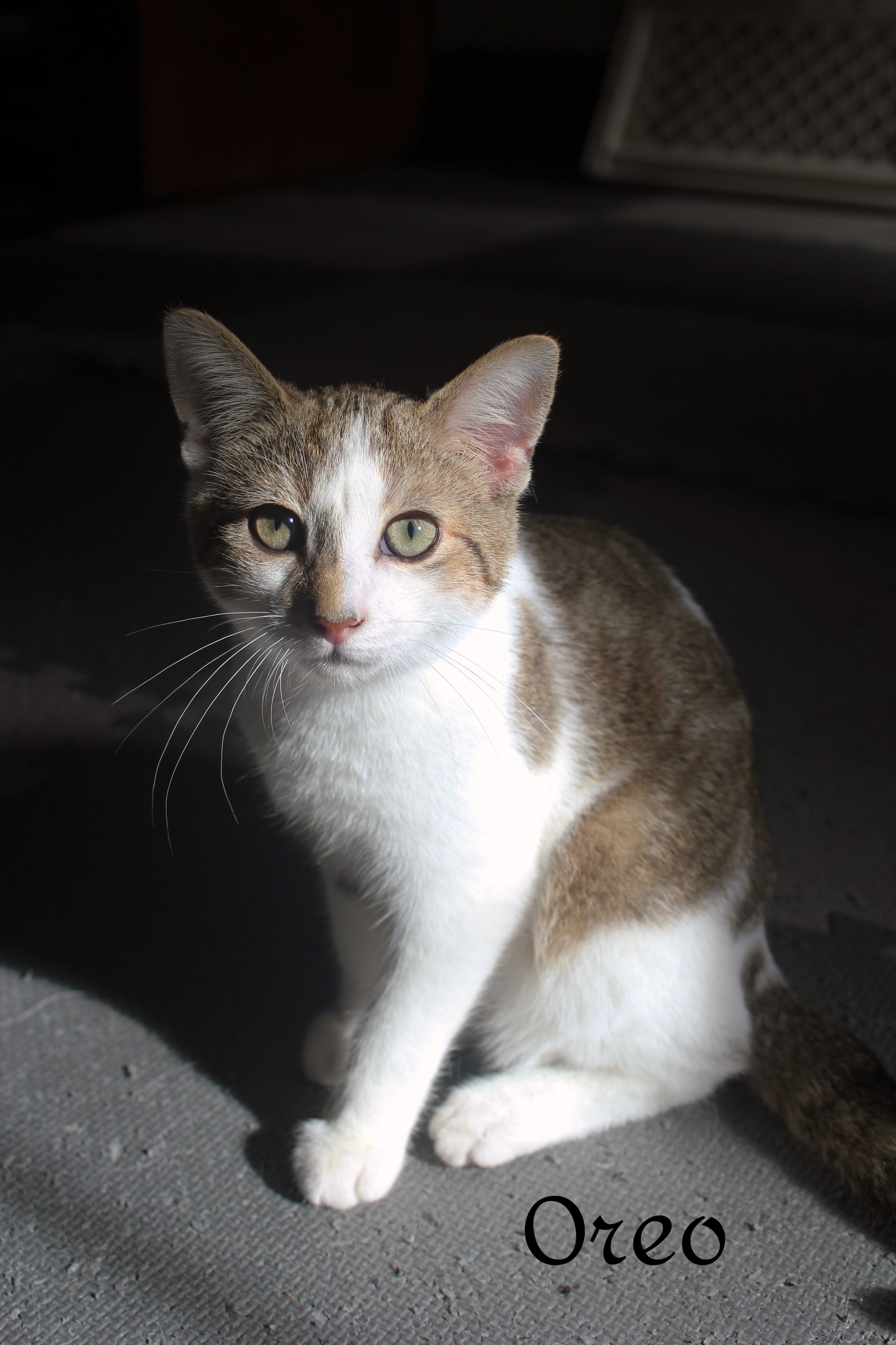 Oreo, an adoptable Domestic Short Hair in Chatham, ON, N7M 2Z7 | Photo Image 3
